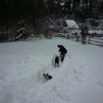 Shovelling  with the dogs